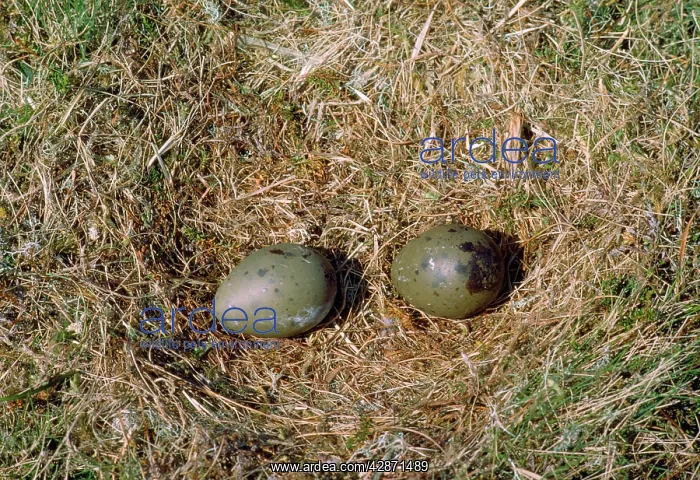 : Great Skua - nest with eggs : Great Skua - nest with eggs