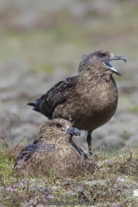 : Great Skua - nesting pair - Iceland : Great Skua - nesting pair - Iceland