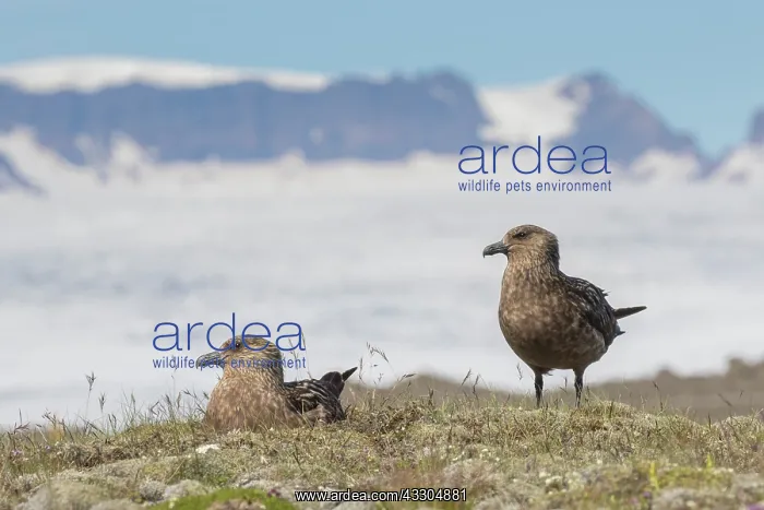 : Great Skua - nesting pair - Iceland : Great Skua - nesting pair - Iceland