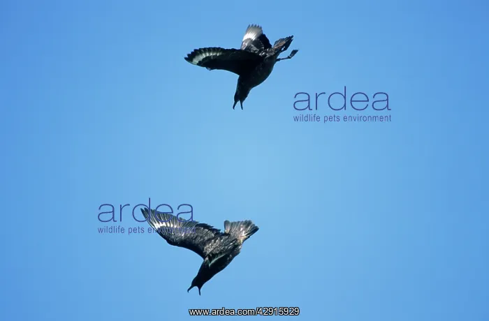 : Great SKUA - Pair in aerial display : Great SKUA - Pair in aerial display