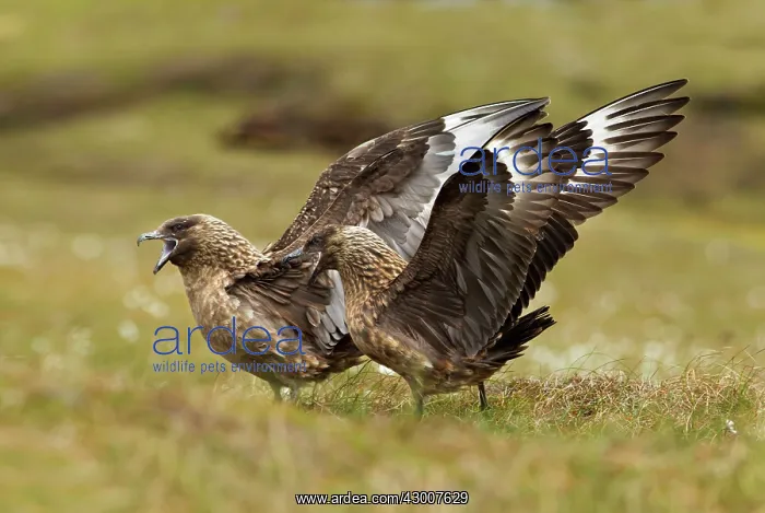 : Great Skua pair calling out and spreading wings : Great Skua pair calling out and spreading wings