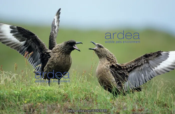: Great SKUA - Pair displaying at breeding site : Great SKUA - Pair displaying at breeding site