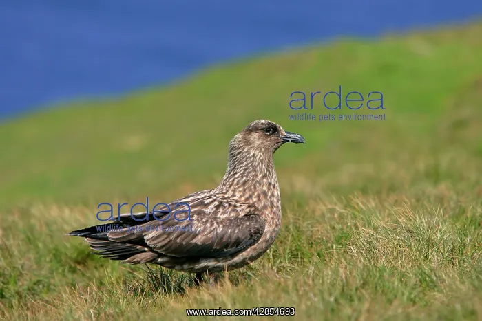 : Great Skua - sitting on moorland : Great Skua - sitting on moorland