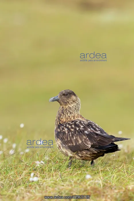 : Great Skua - standing in habitat : Great Skua - standing in habitat