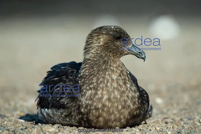: Great skua (Stercorarius skua) sitting on the beach : Great skua (Stercorarius skua) sitting on the beach