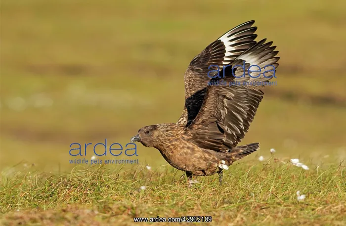 : Great Skua - stretching wings before taking off : Great Skua - stretching wings before taking off