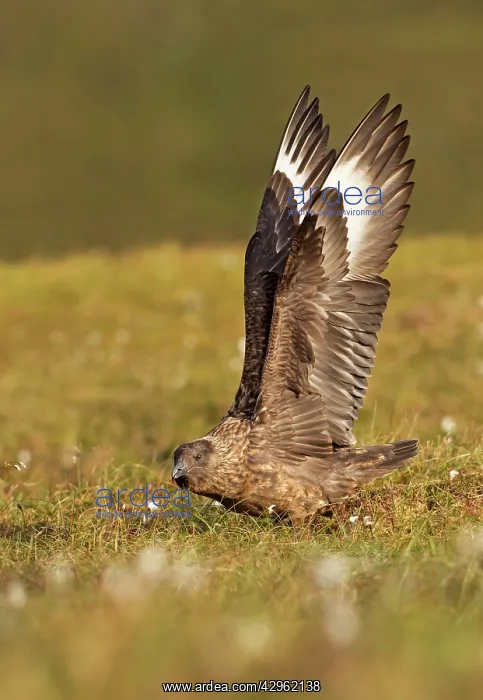 : Great Skua - stretching wings before taking off : Great Skua - stretching wings before taking off