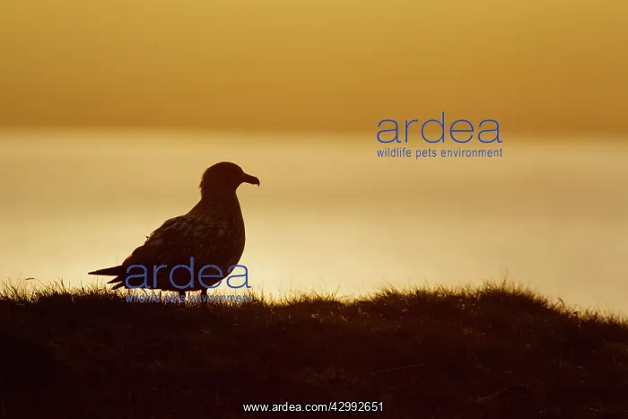 : Great Skua - at sunset : Great Skua - at sunset