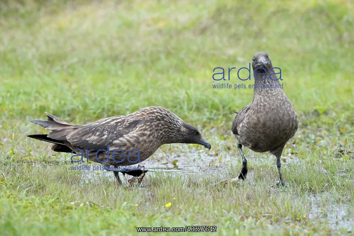 : Great Skuas : Great Skuas