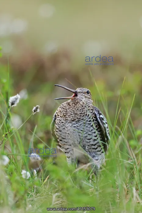 : Great Snipe : Great Snipe