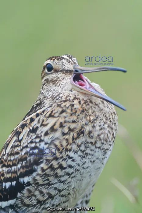 : Great Snipe : Great Snipe