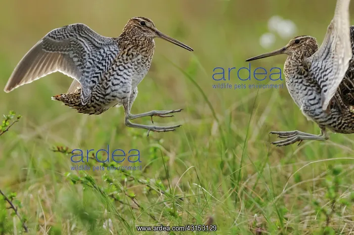 : Great Snipe : Great Snipe