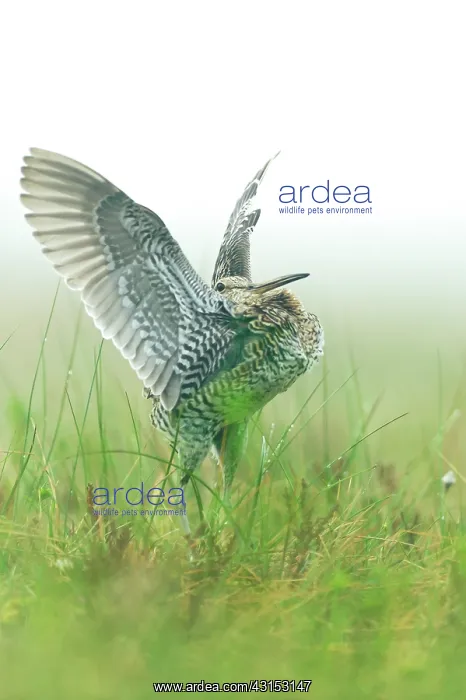 : Great Snipe : Great Snipe