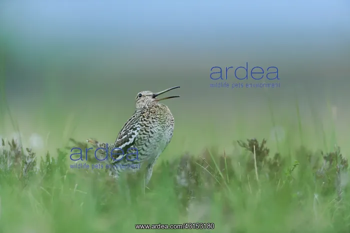 : Great Snipe : Great Snipe