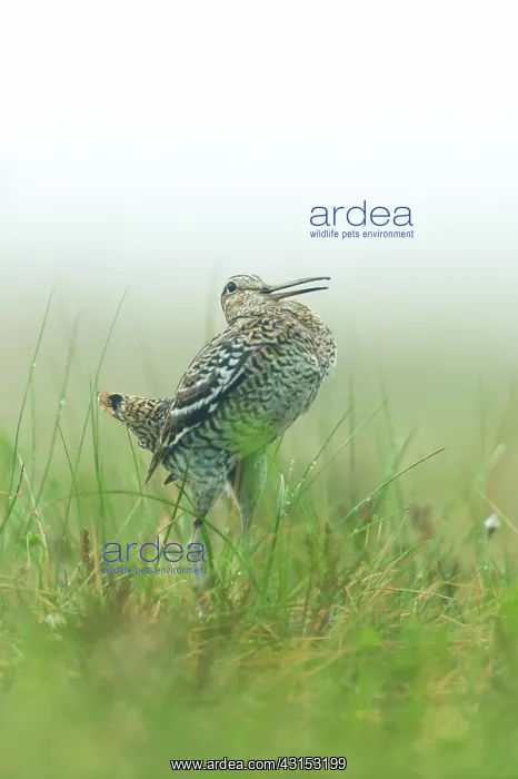 : Great Snipe : Great Snipe