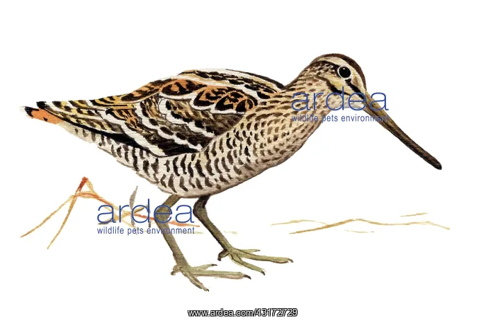  : Great Snipe