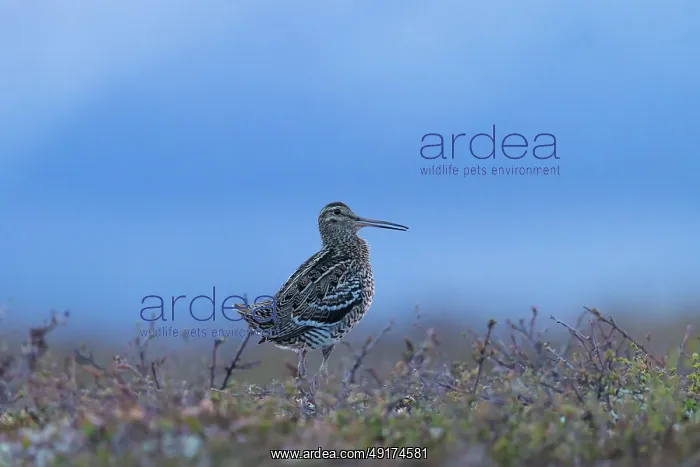 : Great Snipe : Great Snipe
