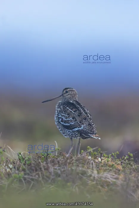 : Great Snipe : Great Snipe