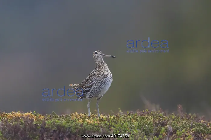 : Great Snipe : Great Snipe