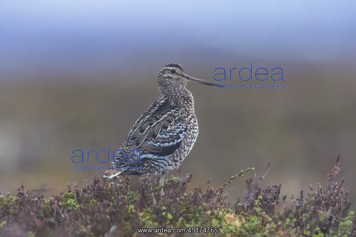 : Great Snipe : Great Snipe