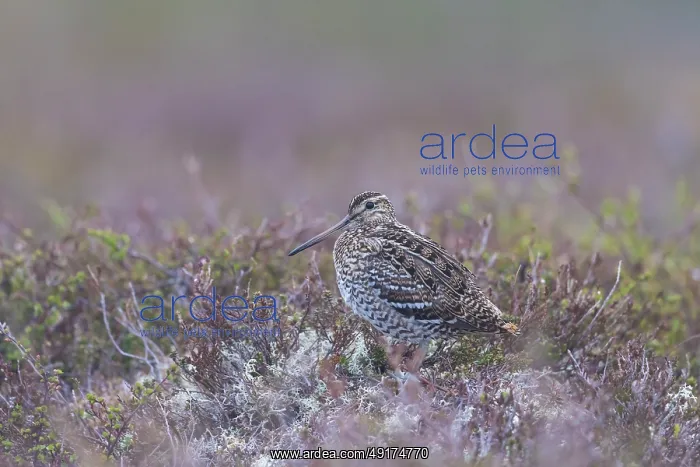 : Great Snipe : Great Snipe