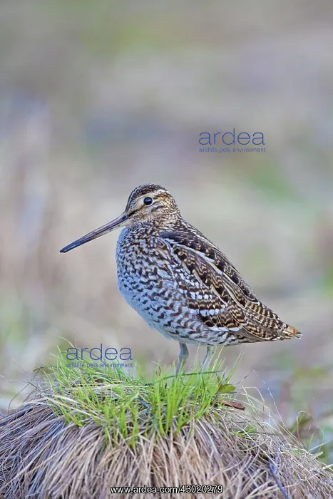  : Great Snipe adult