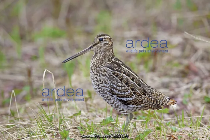  : Great Snipe adult