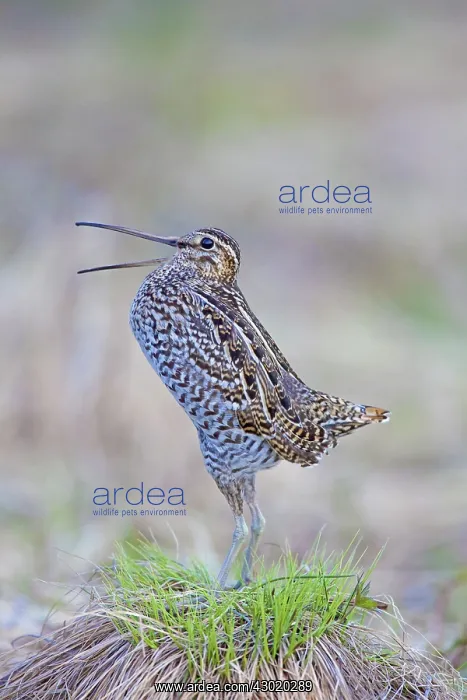  : Great Snipe adult displaying