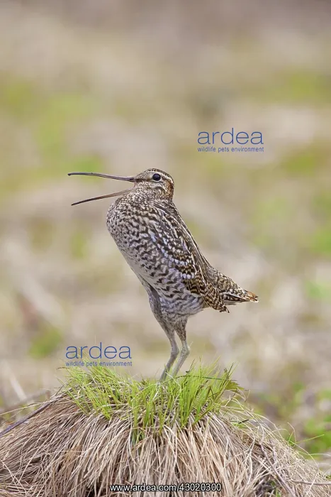  : Great Snipe adult displaying