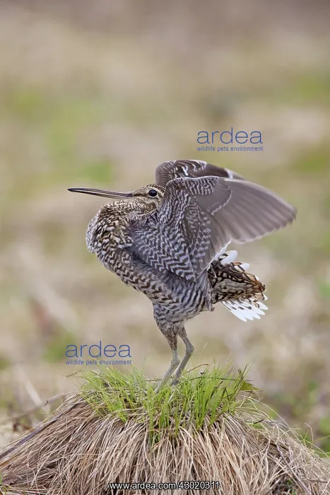  : Great Snipe adult displaying