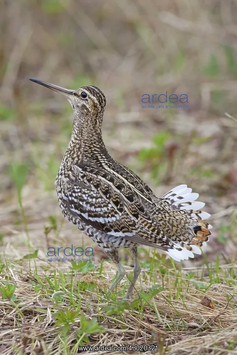  : Great Snipe adult displaying
