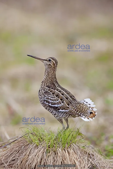  : Great Snipe adult displaying