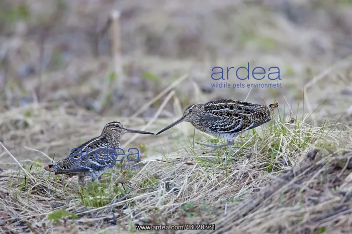  : Great Snipe adults fighting
