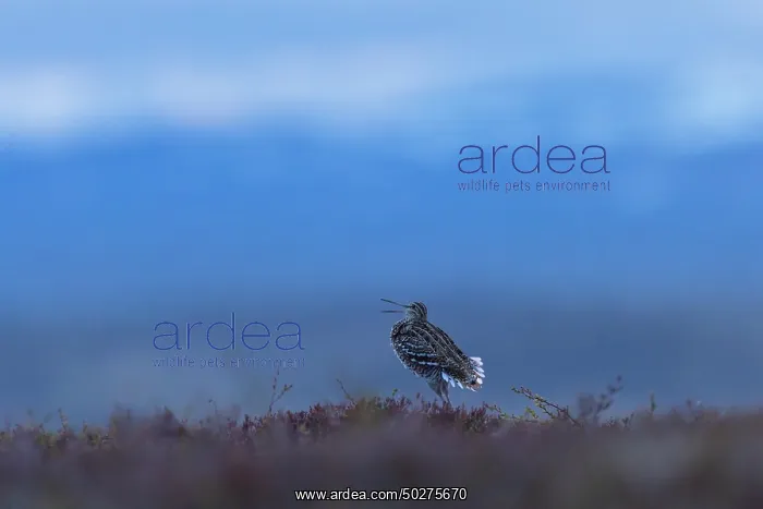  : Great Snipe display