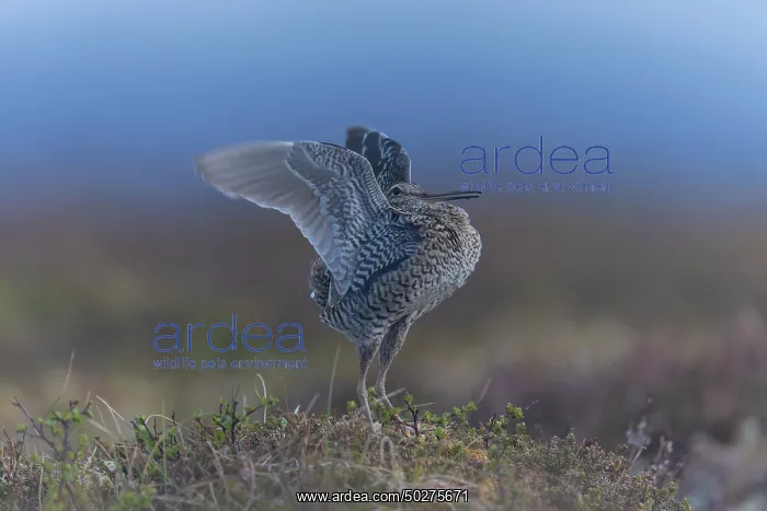 : Great Snipe display : Great Snipe display