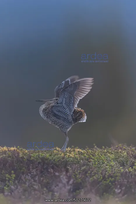 : Great Snipe display : Great Snipe display