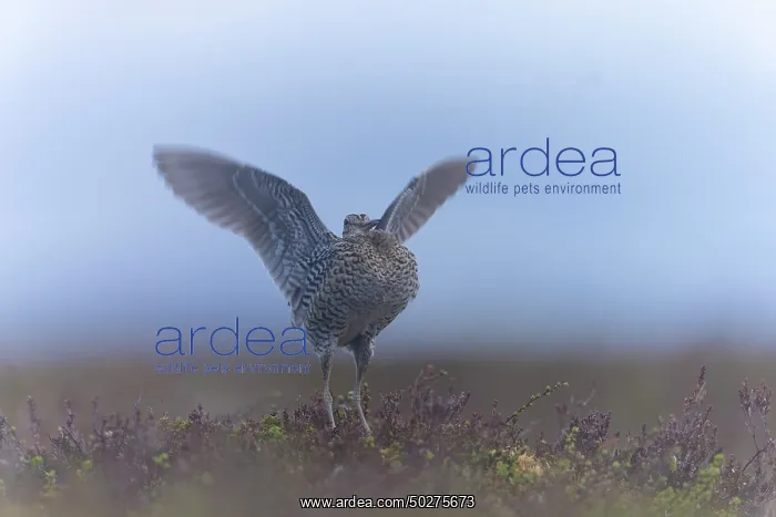 : Great Snipe display : Great Snipe display