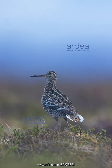 : Great Snipe display : Great Snipe display