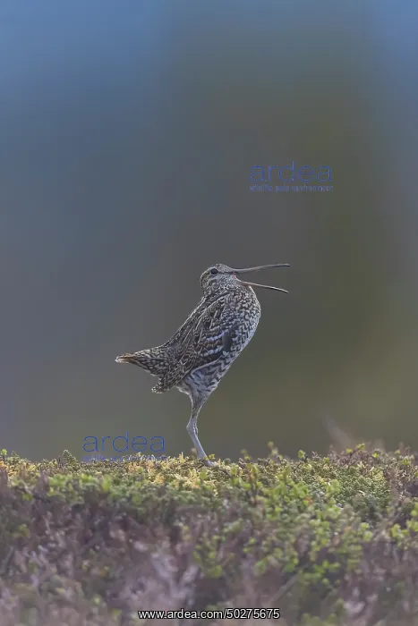 : Great Snipe display : Great Snipe display