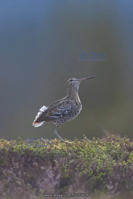  : Great Snipe display