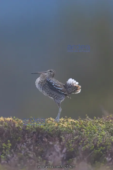 : Great Snipe display : Great Snipe display