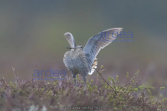 : Great Snipe display : Great Snipe display