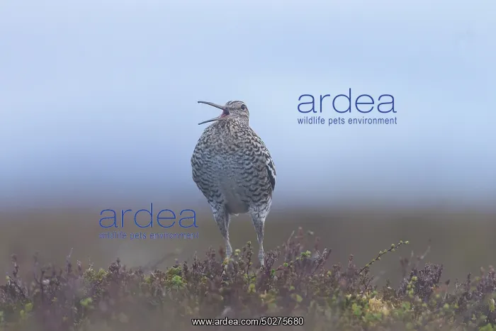 : Great Snipe display : Great Snipe display