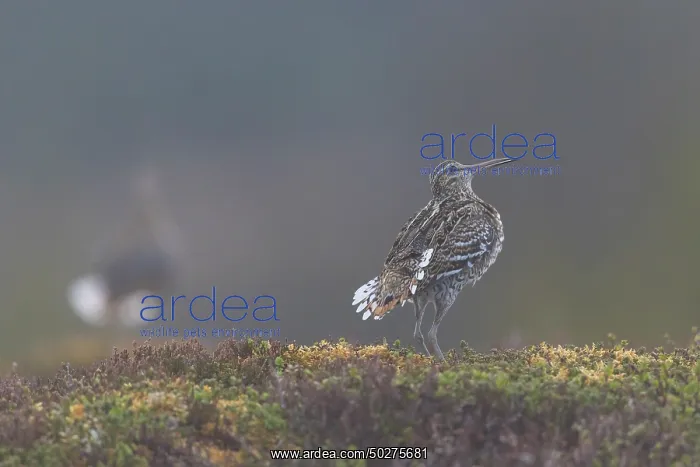 : Great Snipe display : Great Snipe display