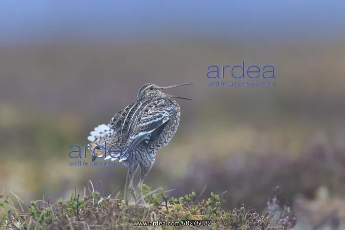 : Great Snipe display : Great Snipe display
