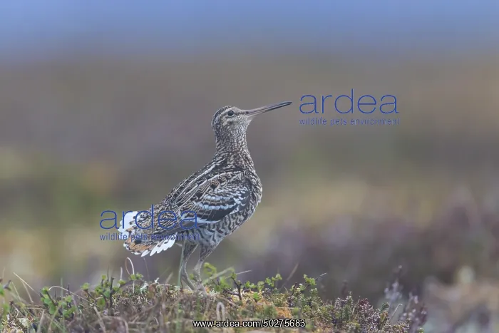 : Great Snipe display : Great Snipe display