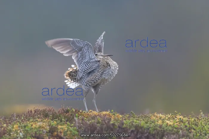 : Great Snipe display : Great Snipe display
