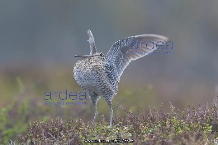  : Great Snipe display