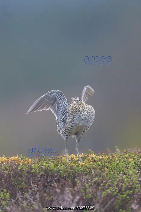 : Great Snipe display : Great Snipe display