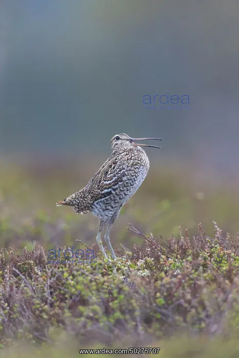 : Great Snipe display : Great Snipe display